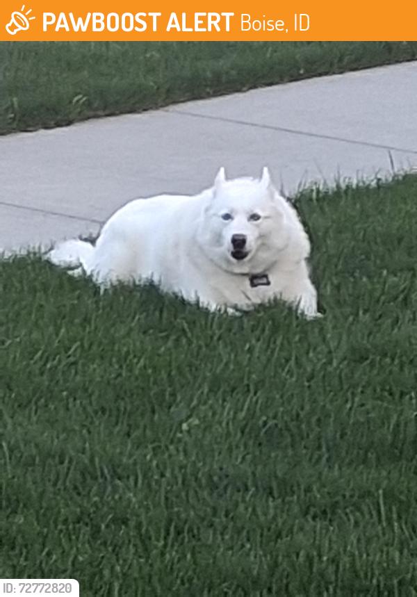 Found/Stray Unknown Dog last seen Maple Grove seabreeze, Boise, ID 83709