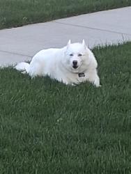 Found/Stray Unknown Dog last seen Maple Grove seabreeze, Boise, ID 83709