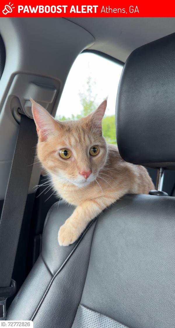 Lost Male Cat last seen The Retreat on Milledge, Athens, GA 30605