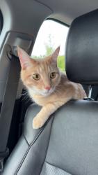 Lost Male Cat last seen The Retreat on Milledge, Athens, GA 30605