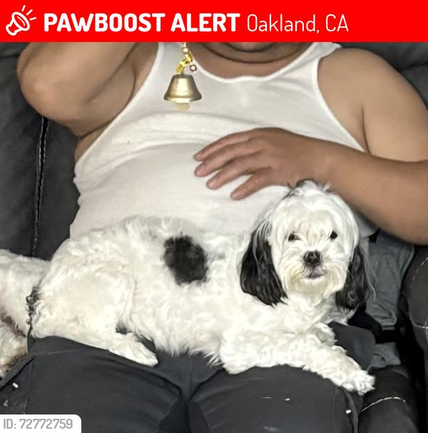 Lost Female Dog last seen 98th ave Oakland Ca, Oakland, CA 94603