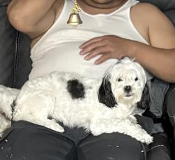 Lost Female Dog last seen 98th ave Oakland Ca, Oakland, CA 94603
