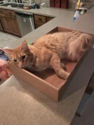 Lost Male Cat last seen Bridgemore Ln and Long Run Rd, Louisville, KY 40245