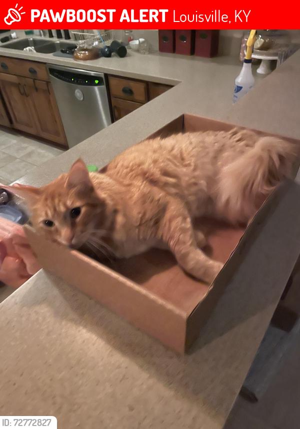 Lost Male Cat last seen Bridgemore Ln and Long Run Rd, Louisville, KY 40245