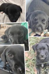 Lost Female Dog last seen 110,th  ave  , Seminole blvd , Pinellas County, FL 33778