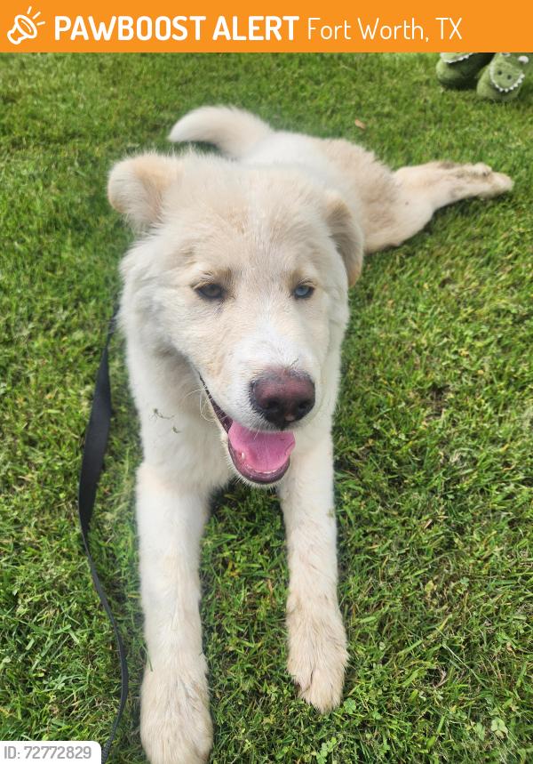 Found/Stray Male Dog last seen Located near Harmony School of Innovation, Fort Worth, TX 76123