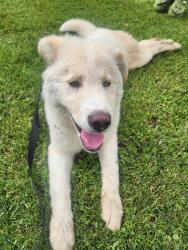 Found/Stray Male Dog last seen Located near Harmony School of Innovation, Fort Worth, TX 76123