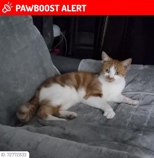 Lost Female Cat last seen Salisbury drive, Midway, England DE11 7LE
