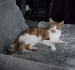 Lost Female Cat last seen Salisbury drive, Midway, England DE11 7LE