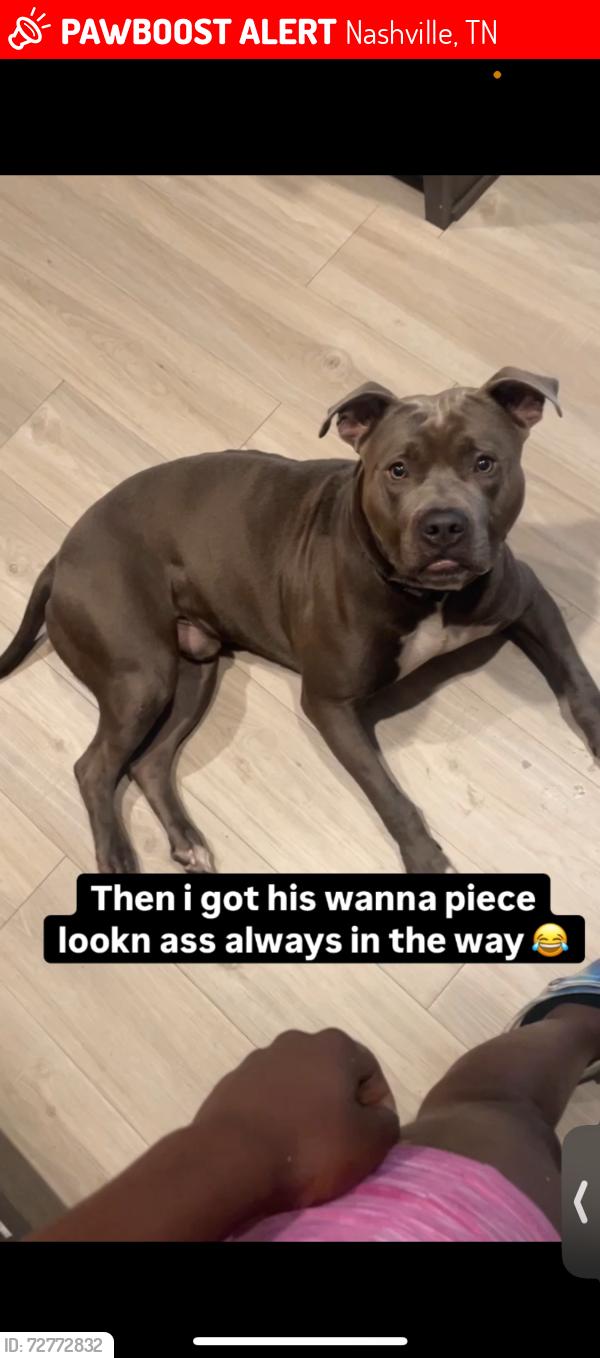 Lost Male Dog last seen Bell road , Nashville, TN 37214