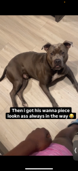 Lost Male Dog last seen Bell road , Nashville, TN 37214