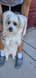 Found/Stray Female Dog last seen Pecos and Windmill, Henderson, NV 89074