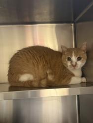 Shelter Stray Male Cat last seen , TX , Mesquite, TX 75149