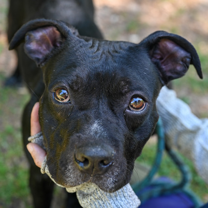 Shelter Stray Male Dog last seen Near Stewart Road, Doraville Georgia 30340, 30340, GA, Atlanta, GA 30341