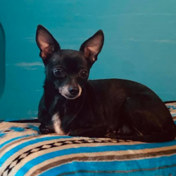 Lost Female Dog last seen Hosptial, Rome, GA 30165
