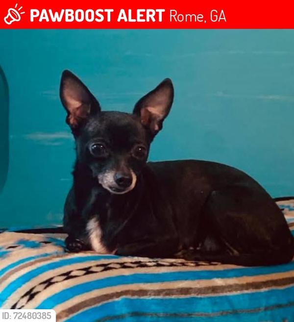 Lost Female Dog last seen Hosptial, Rome, GA 30165
