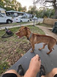 Found/Stray Male Dog last seen North street park Daytona beach, Daytona Beach, FL 32118