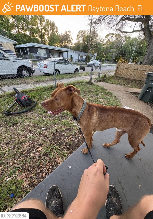 Found/Stray Male Dog last seen North street park Daytona beach, Daytona Beach, FL 32118