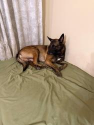 Lost Male Dog last seen Preston and beltway 8, Pasadena, TX 77504