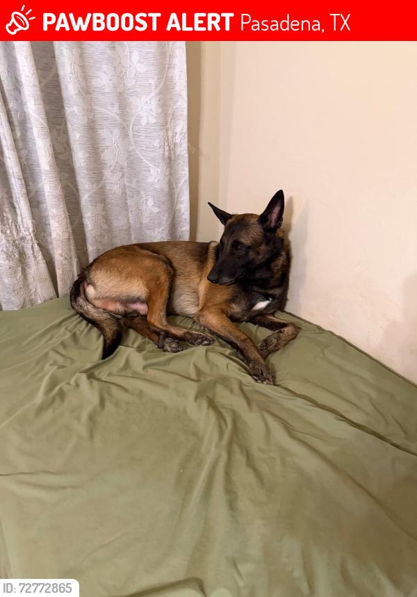 Lost Male Dog last seen Preston and beltway 8, Pasadena, TX 77504