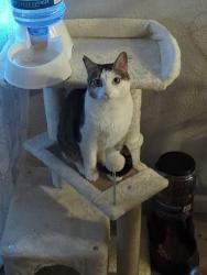 Lost Male Cat last seen Near the train tracks at tropical smoothie, Bowling Green, OH 43402