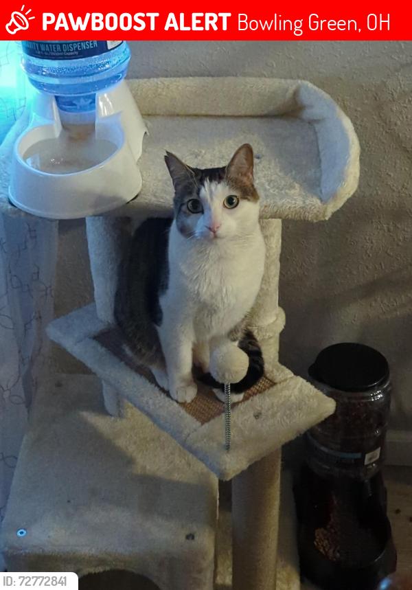 Lost Male Cat last seen Near the train tracks at tropical smoothie, Bowling Green, OH 43402