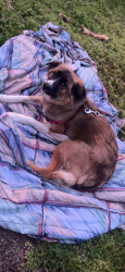 Lost Female Dog last seen Shannon park, Rome, GA 30161