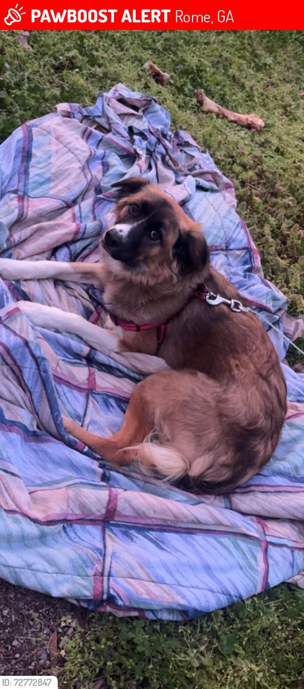 Lost Female Dog last seen Shannon park, Rome, GA 30161