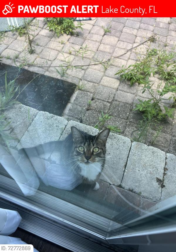Lost Female Cat last seen Quiet Lane & Phil C Peters, Lake County, FL 34787