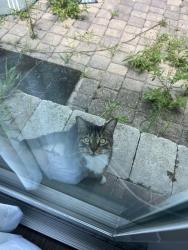 Lost Female Cat last seen Quiet Lane & Phil C Peters, Lake County, FL 34787