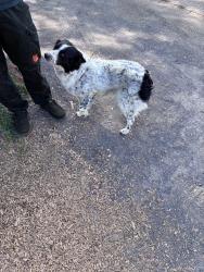 Found/Stray Female Dog last seen Isleta/Pajarito , Albuquerque, NM 87105