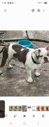 Lost Female Dog last seen Normandale , Fort Worth, TX 76116