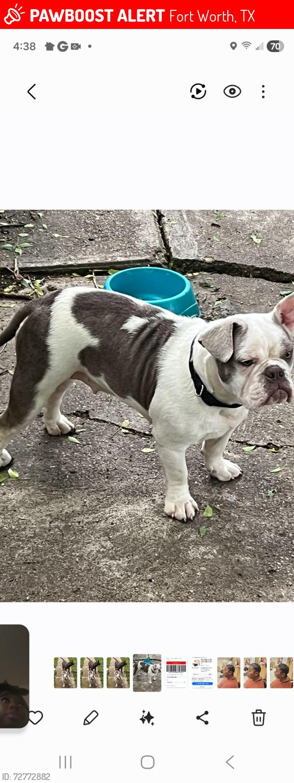 Lost Female Dog last seen Normandale , Fort Worth, TX 76116