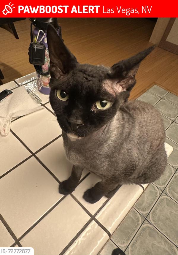 Lost Male Cat last seen Rainbow and spring mountain/twain. , Las Vegas, NV 89103