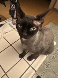 Lost Male Cat last seen Rainbow and spring mountain/twain. , Las Vegas, NV 89103