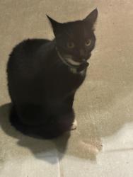 Found/Stray Unknown Cat last seen Pop Ash Rd and Honey Hammock Way, San Antonio, FL 33576