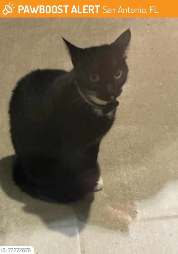 Found/Stray Unknown Cat last seen Pop Ash Rd and Honey Hammock Way, San Antonio, FL 33576