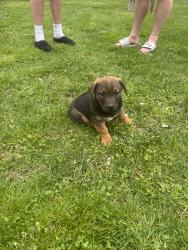 Found/Stray Male Dog last seen County rd 29, Syracuse, IN 46567