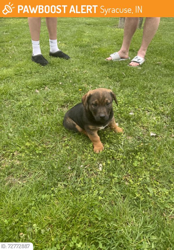 Found/Stray Male Dog last seen County rd 29, Syracuse, IN 46567