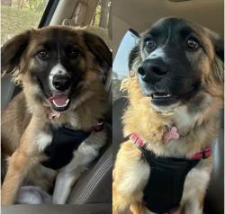 Lost Female Dog last seen Shannon park, Rome, GA 30161