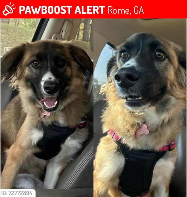 Lost Female Dog last seen Shannon park, Rome, GA 30161