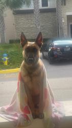 Lost Female Dog last seen Near palm bay ct, Orlando, FL 32825