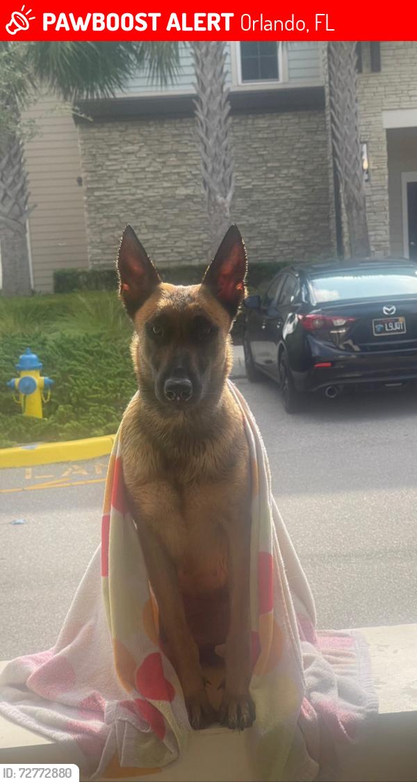 Lost Female Dog last seen Near palm bay ct, Orlando, FL 32825