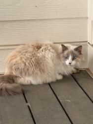 Lost Female Cat last seen Starbucks Trenton Georgia, Trenton, GA 30752