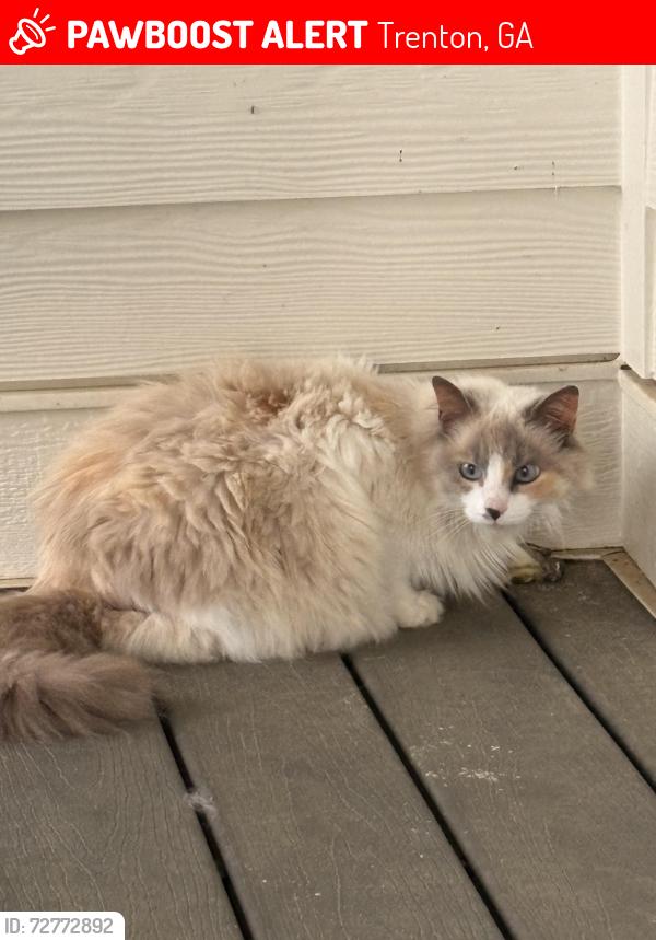 Lost Female Cat last seen Starbucks Trenton Georgia, Trenton, GA 30752