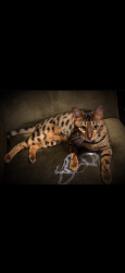 Lost Female Cat last seen 23rd and Kane, Gresham, OR 97030