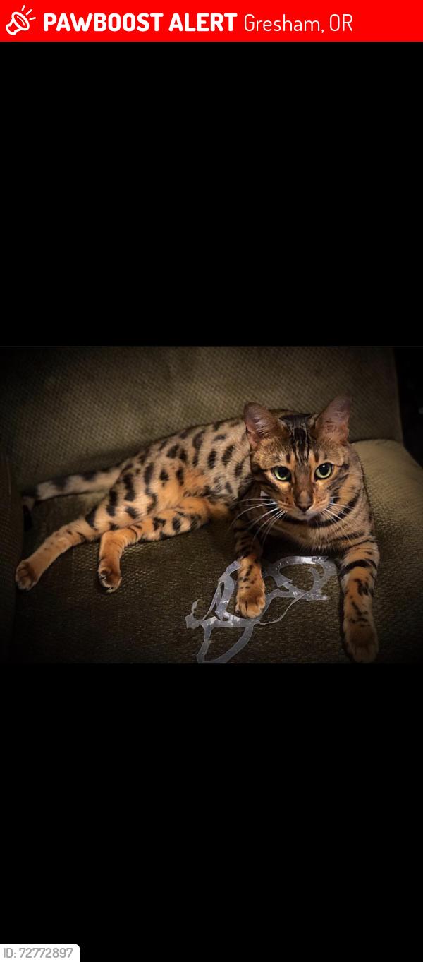 Lost Female Cat last seen 23rd and Kane, Gresham, OR 97030
