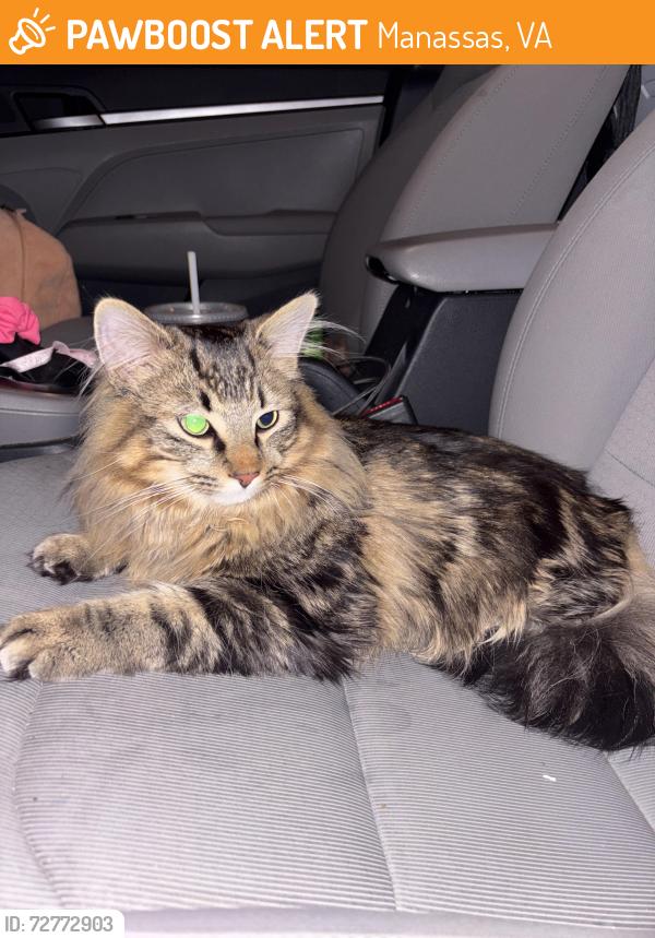 Found/Stray Unknown Cat last seen Near metcalf blvd, Manassas, VA 20110