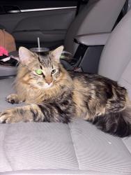 Found/Stray Unknown Cat last seen Near metcalf blvd, Manassas, VA 20110