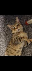 Reunited Male Cat last seen Attock park, , West Yorkshire, England BD3